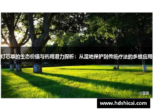 灯芯草的生态价值与药用潜力探析：从湿地保护到传统疗法的多维应用